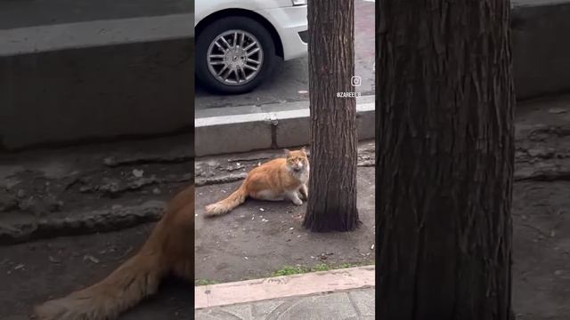 D440b14b380b803d0702d9a35acc2b30