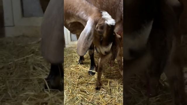 Коза нубийская 💯 родила прекрасного парня. Роды козы