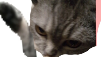 снежа моя кошка ☺️