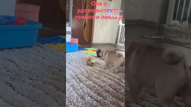 щенки мопса -питомник 