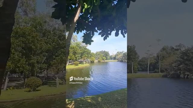 #паттайя #тайланд #птицы #youtubeshorts #youtube #shortvideo #shorts.mp4