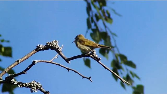 Greenish Warbler Hvittorp 03062018