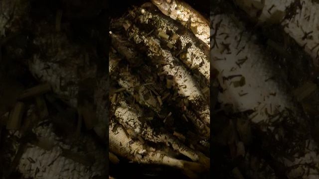 корюшка на луковой подушке с укропом запеченная в духовке