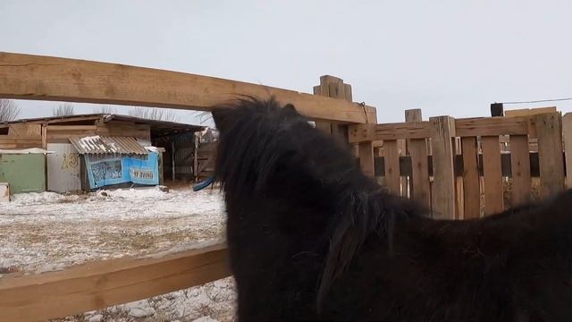 Красивая Тувинская песня.