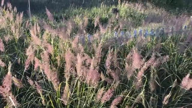 Calamagrostis Brachytricha브라치트리차10월초순