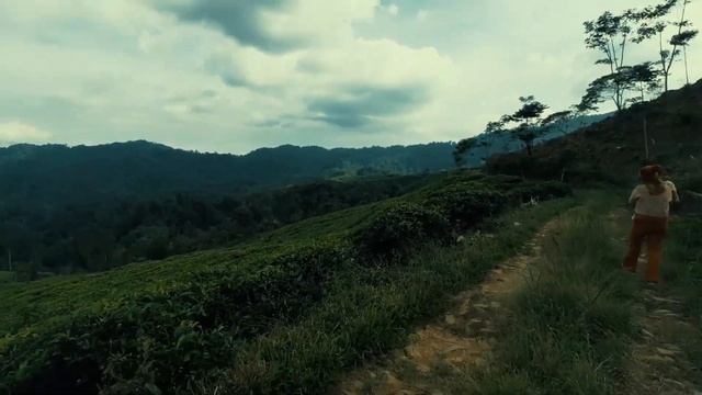 Kebun Teh Nirmala Desember 2023 Part 9. Tea Walk