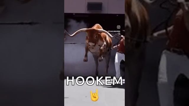 бык,🦬🦬🦬🦬🦬