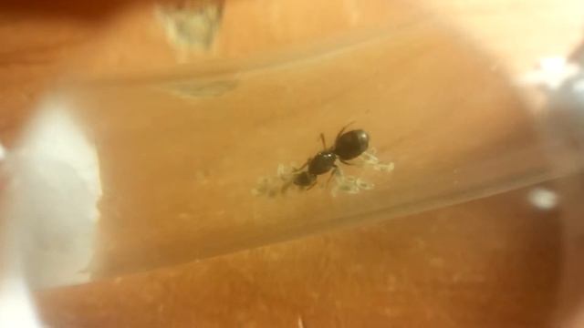 Мои муравьи.Матка породы Lasius Niger.