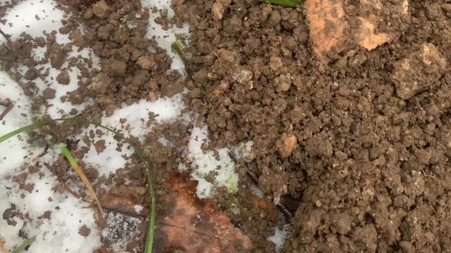 «Советы» не отпускают