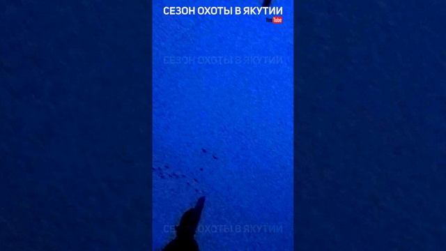 охота на гуся