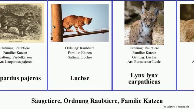 Säugetiere, Ordnung Raubtiere, Familie Katzen Panthera Pardus Felis Gepard Concolor Puma Lynx Leo