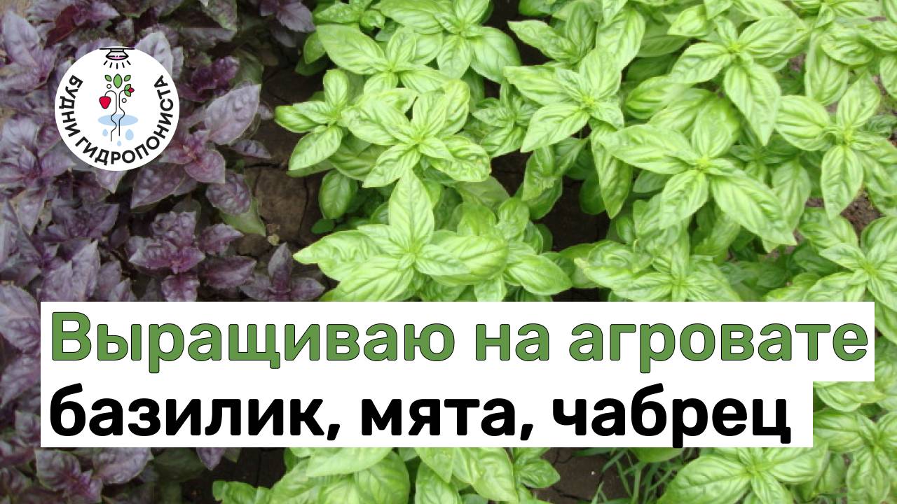 Выращиваю мяту, базилик и чабрец на агровате