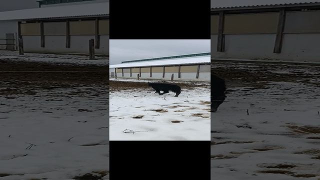 телята Абердин Ангусы