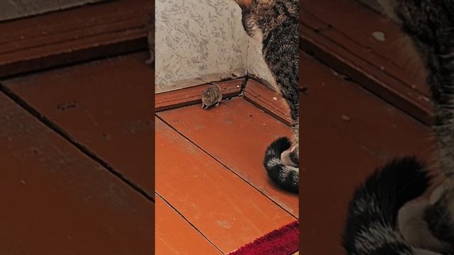 Chigizdan Ajoyib Gaplar