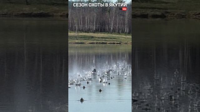 Охота на турпана, 2 турпана