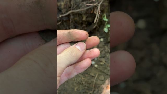 Низкопрофиль с шурфа 😁 #shorts #коп #раскопки #поискмонет