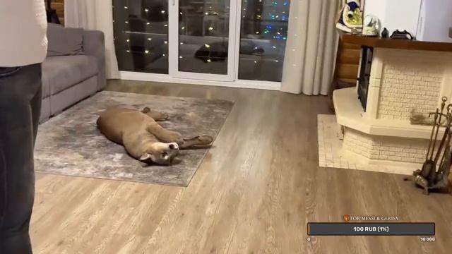 6c89bedce0cb37763a64bbe611890da9