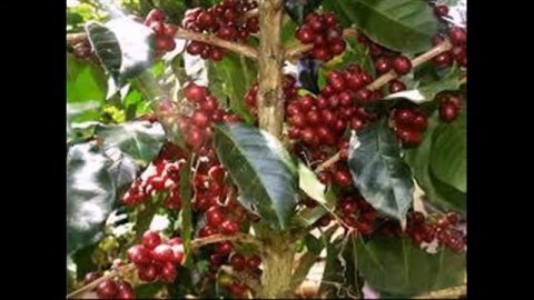 082347046772 Kopi Mamasa Arabika Robusta Blend Arabica Tumpiling