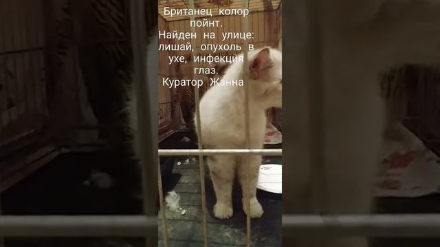 Британец колор пойнт. Найден на улице :лишай, опухоль в ухе, инфекция в глазах. Лечимся.