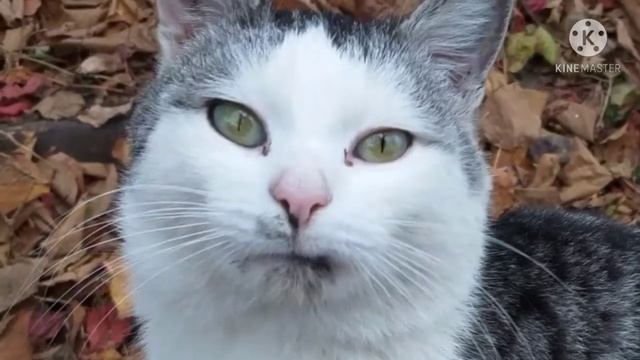 Брошенный на дачах кот бежал за машиной девушки. Он умолял забрать его с собой