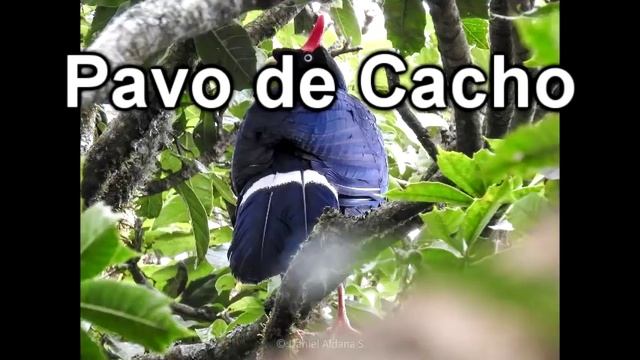 12 Animales En Peligro De Extinción En Guatemala