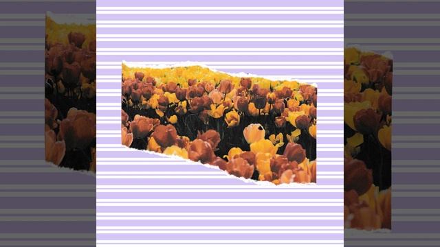 Fabulous Music For Yuzu Americano