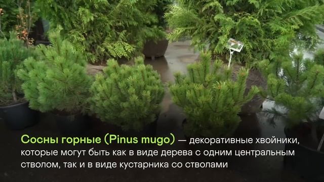 10 САМЫХ МАЛОУХОДНЫХ РАСТЕНИЙ для сада! Подборка лучших из лучших