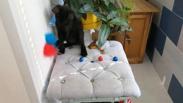 Чёрный котёнок