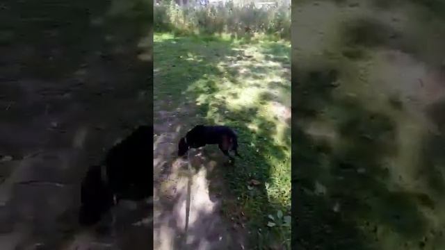 Арабика. Первая прогулка на поводочке с нашей малышкой