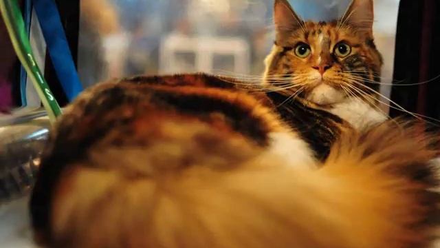Мейн Кун   король кошек