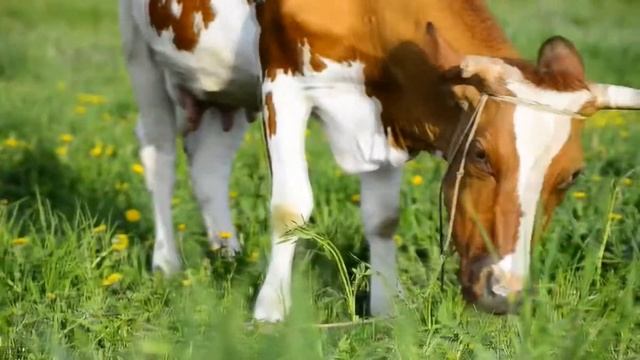 КОРОВА РАУХВЕРГЕР