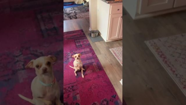 Update: DIY Water Bowl Fountain Project