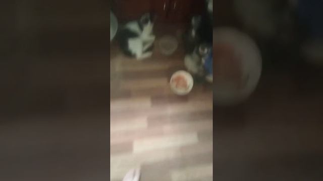 Говорящие животные  все вредные?Первое видео с говорящим Лучиком 