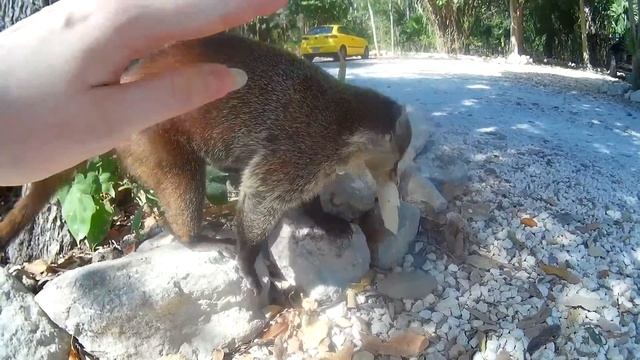 Носуха в парке Канкуна Urbano Kabah