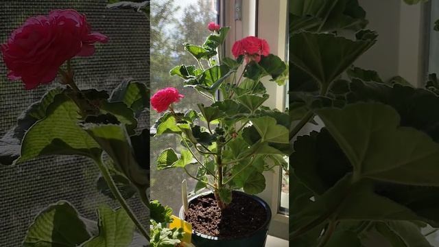 Династия Даджи #пеларгония