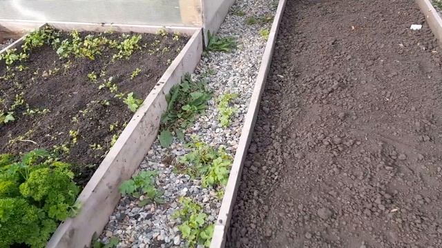 В гостях у дочи. Наш урожай капусты.