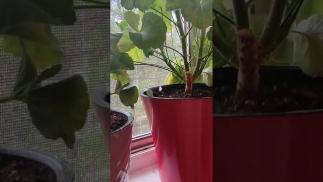 Ю Мерлизон 2#пеларгония