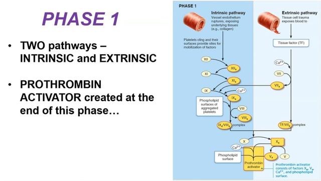 BIO 163 / BIO 169 - Platelets and Hemostasis