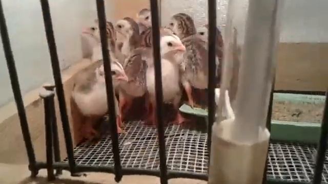 Dc3afea560d04c7b0fa88b6cae76733c