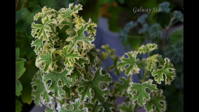 Распаковка посылки с душистыми пеларгониями из Краснодара