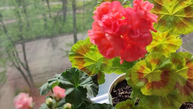 Ирида Мамины розы @Болд Голд @ ЮВ Лолита @Сага