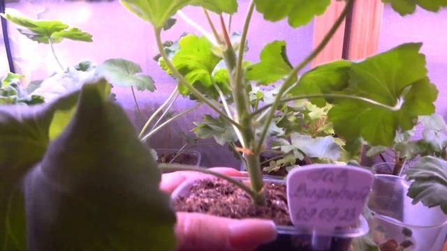 Пеларгония ЮВ Византия и Ириол Сударыня Зоя Черенки сортовой пеларгонии