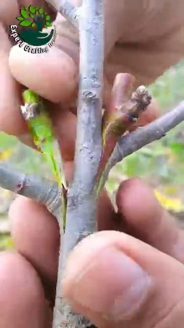 Виды прививок растений