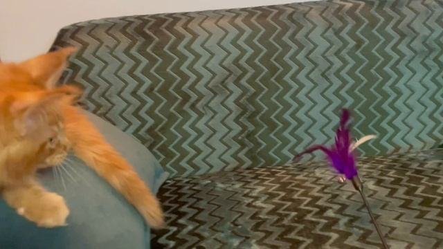 Nixon Paw Winner 🐾