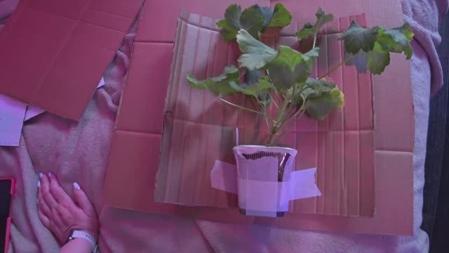 Посылка с пеларгонией в ноябре Без ценный опыт