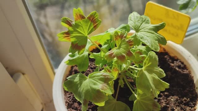 Мои пеларгонии на моем балконе