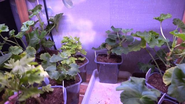 Обзор черенков пеларгонии от канала Пеларгонии и Ко после пересылки