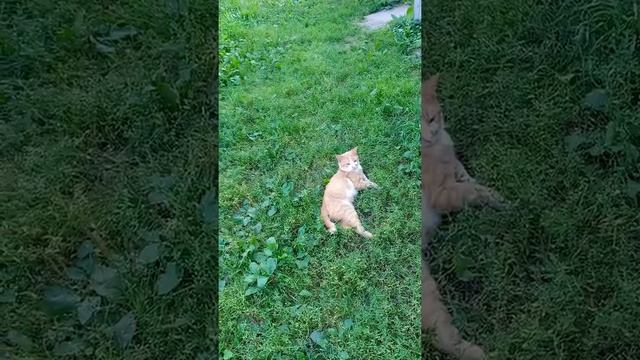 Домашние питомцы братья наши меньшие и это лето 2022 г.