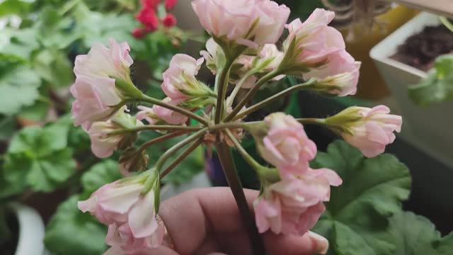 Пеларгония ЮВ Звезда Водолея Обзор