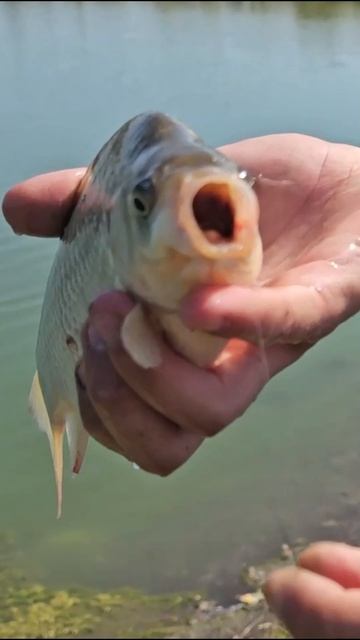 Рыбалка в Адыгее.